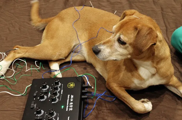 Holistic Veterinary Care 12