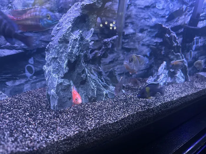 CaliforniaCichlids.com 5