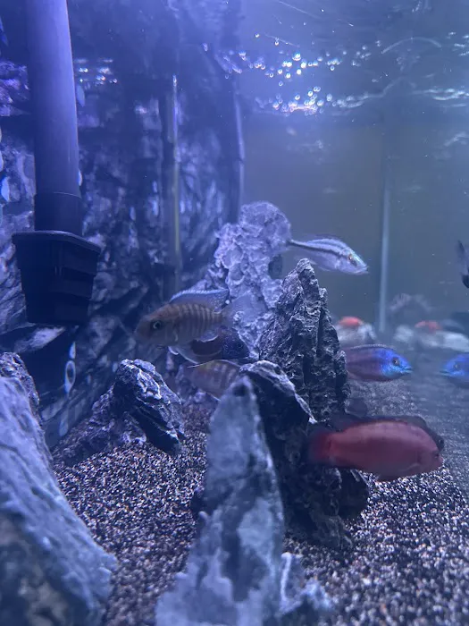 CaliforniaCichlids.com 3