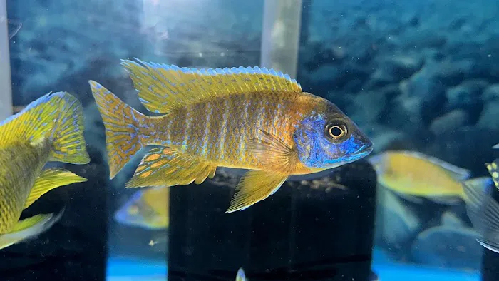 CaliforniaCichlids.com 1