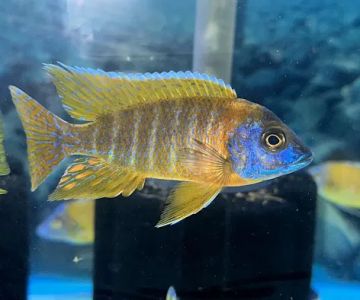 CaliforniaCichlids.com