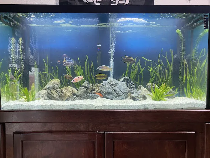 CaliforniaCichlids.com 7