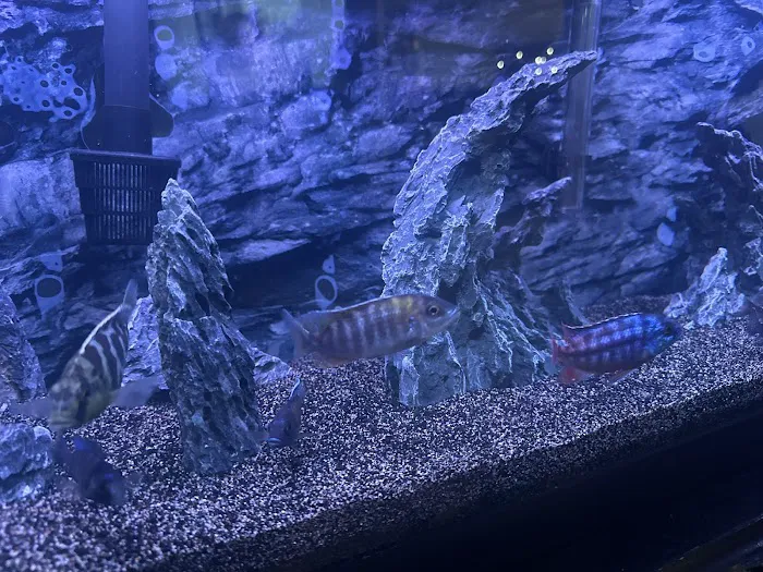 CaliforniaCichlids.com 4