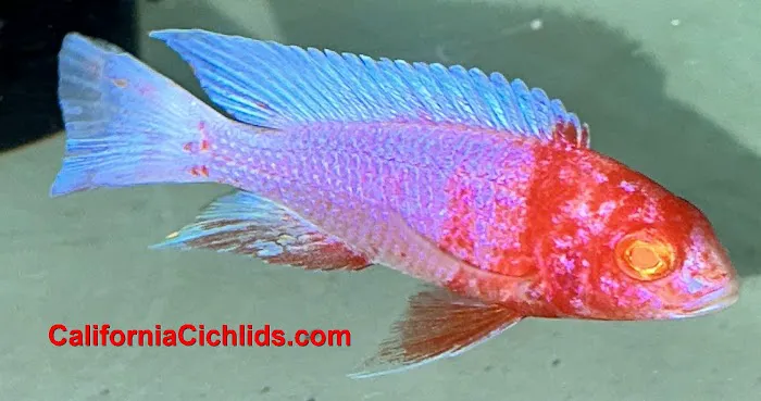 CaliforniaCichlids.com 2