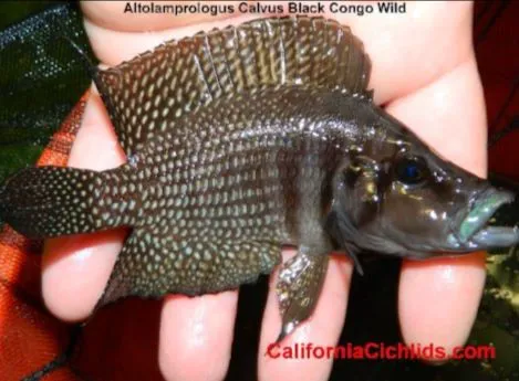 CaliforniaCichlids.com 6