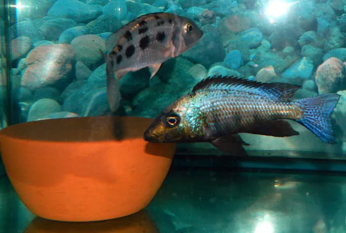 CaliforniaCichlids.com 9
