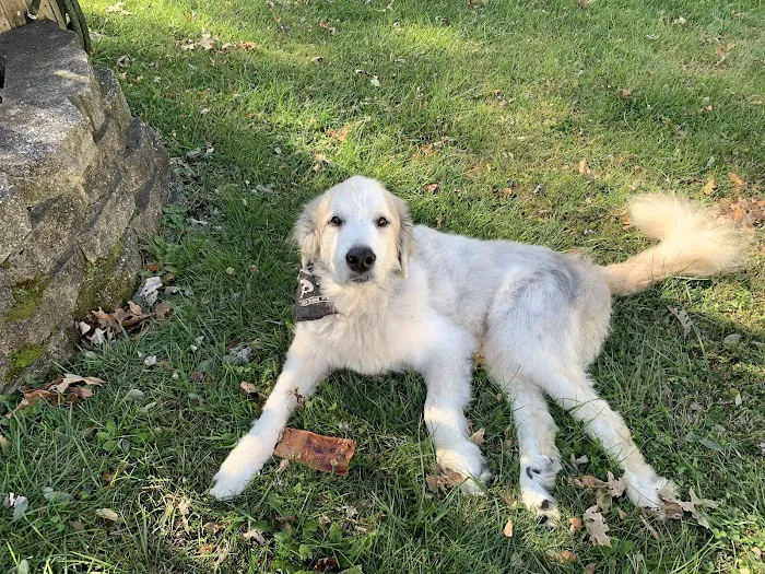 Erlanger Veterinary Hospital 12