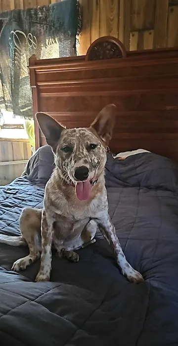 Walton Animal Clinic 4