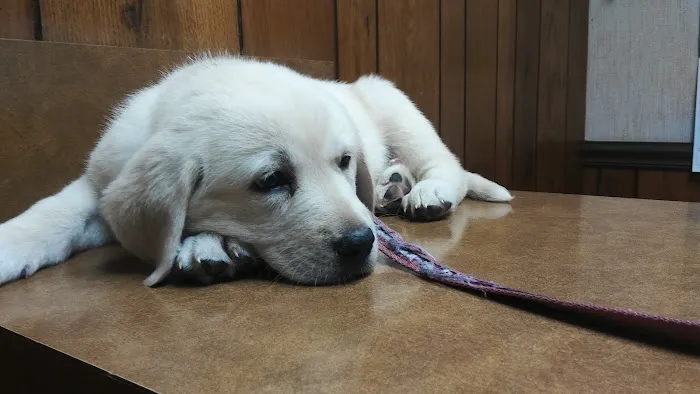 Walton Animal Clinic 1