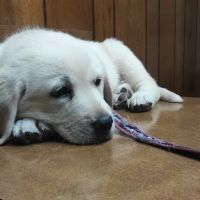 Walton Animal Clinic ico