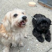 Bach Veterinary Clinic ico