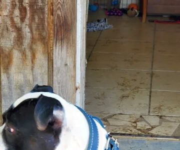 Bullerz Pet Supply