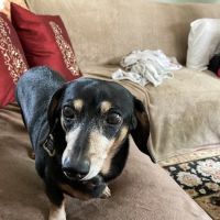 NKY Animal Care Center ico