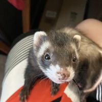 All Creatures Veterinary Clinic ico