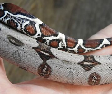 Seven Wonders Pets
