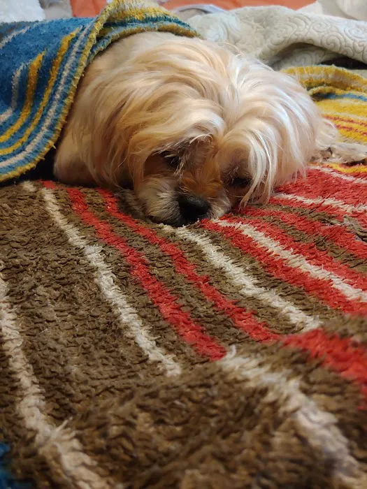 Dixie Animal Hospital 12