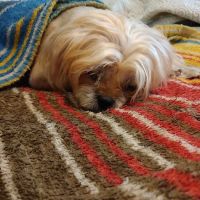 Dixie Animal Hospital ico