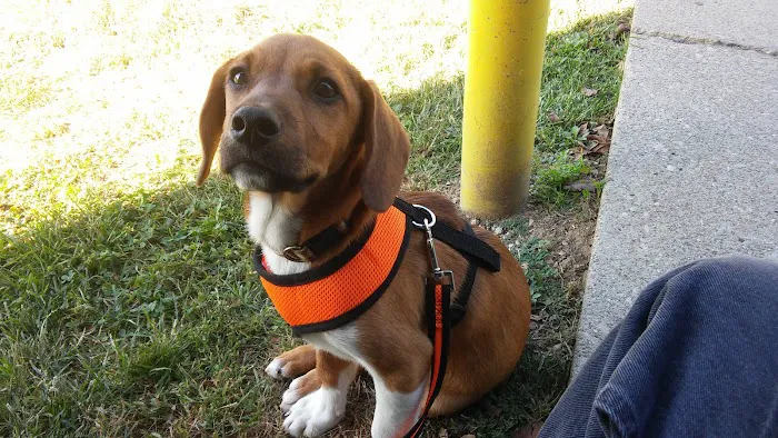 Dixie Animal Hospital 12