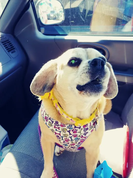 Dixie Animal Hospital 12