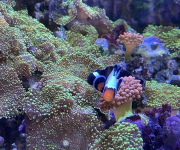 Seven Seas Aquarium