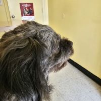 Fairleigh Pet Center ico