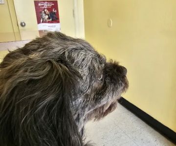 Fairleigh Pet Center