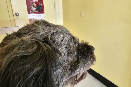 Fairleigh Pet Center