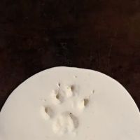 Bluegrass Animal Care Center ico