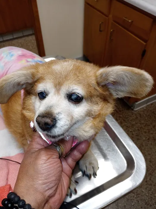 Shively Animal Clinic & Hospital 12