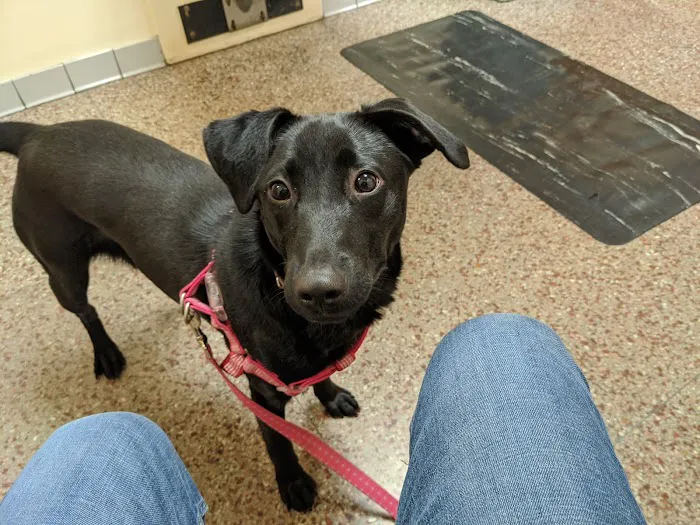 Shively Animal Clinic & Hospital 12