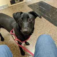 Shively Animal Clinic & Hospital ico