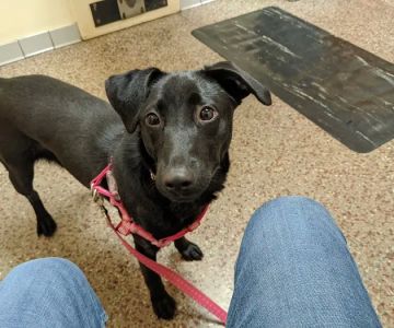 Shively Animal Clinic & Hospital
