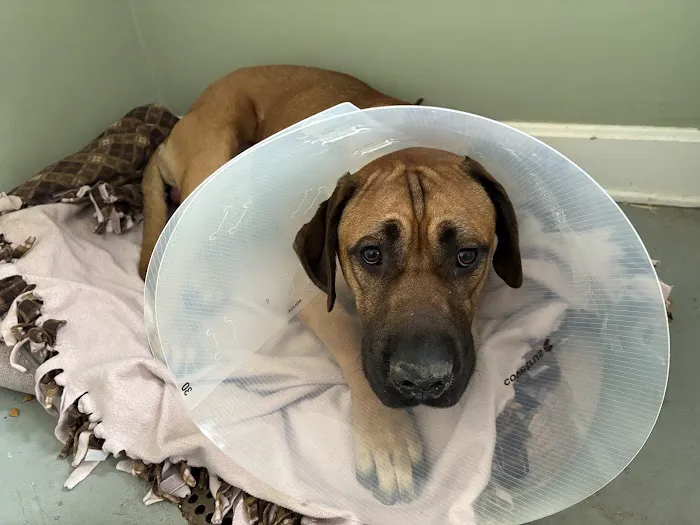 Shively Animal Clinic & Hospital 12
