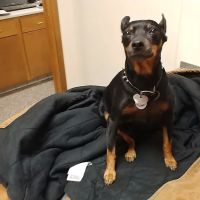 Fuchs Joyce DVM ico