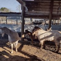Rancho El Pino ico