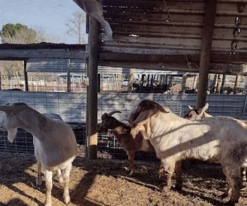 Rancho El Pino