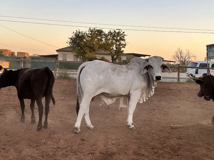 Rancho El Pino 7