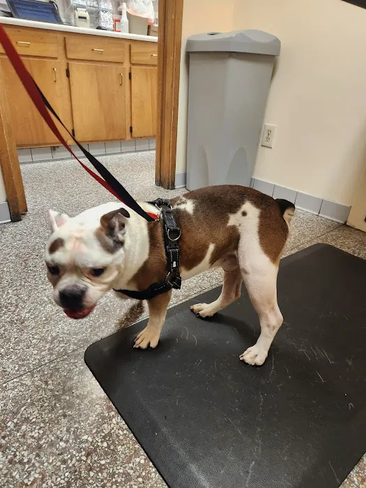 Shively Animal Clinic & Hospital: Cohn Rachel DVM 12