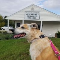 Oldham County Veterinary Services, LLC ico