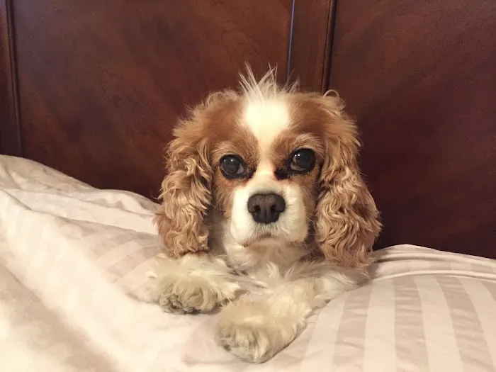 Oldham County Veterinary Services, LLC 7