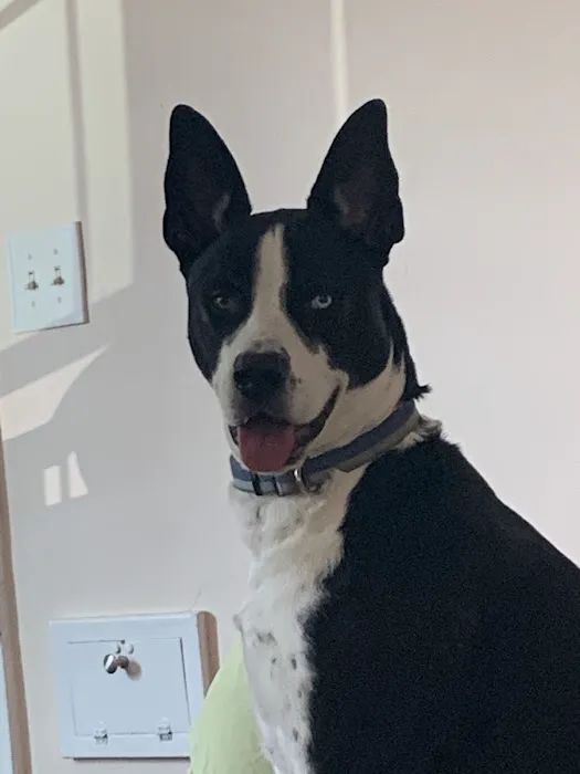 La Grange Animal Hospital 12