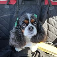 Countryside Animal Hospital: La Grange Veterinarian ico
