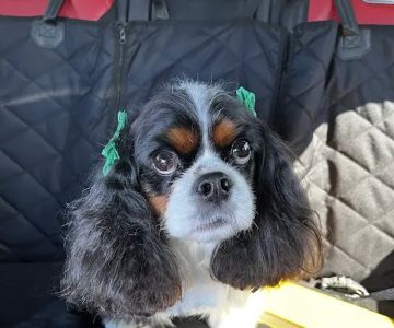 Countryside Animal Hospital: La Grange Veterinarian