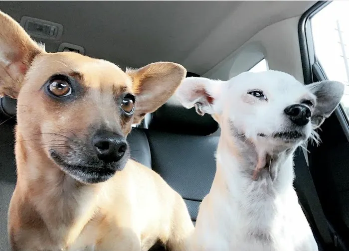 Countryside Animal Hospital: La Grange Veterinarian 12
