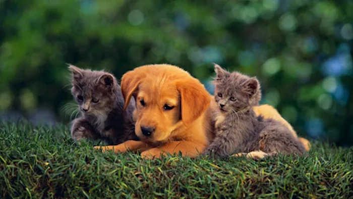 Buckner Animal Clinic 12