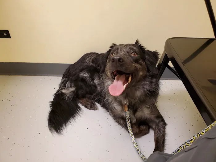 Shelby Veterinary Clinic PLLC 12
