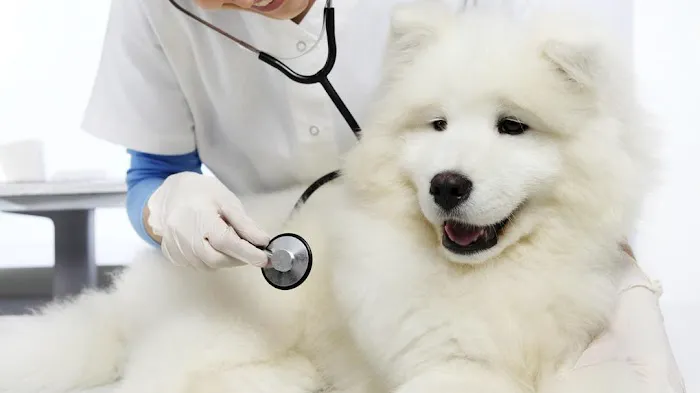 Magnolia Animal Clinic 12