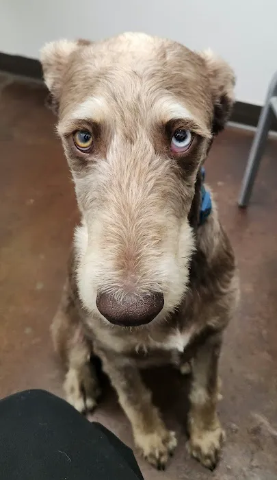Magnolia Animal Clinic 12