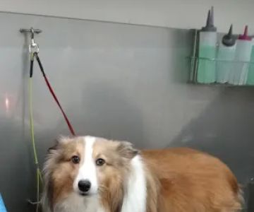 The Barking Lot at Fin & Feather