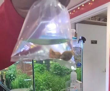 Click & Fish Aquatics